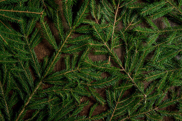 fir branches on the wooden background