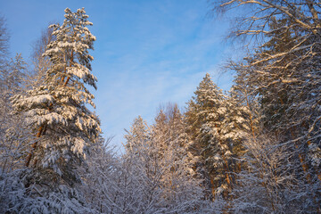 Pine trees covered with snow on frosty evening. Beautiful winter panorama