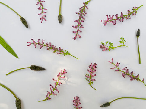Spring flowers pattern on a white background viewed from above. Top view