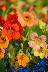 Tropaeolum, commonly known as nasturtiums