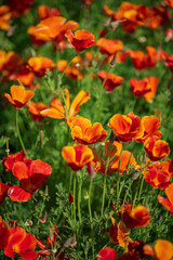 schscholzia californica, the California poppy