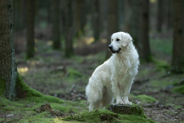 Chien de race golden retriever dans la forêt 