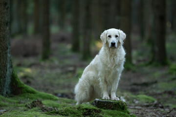 Chien de race golden retriever dans la forêt 