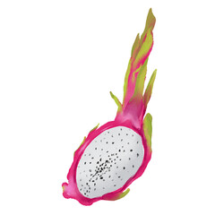 Watercolor food illustration of dragon fruit