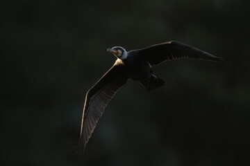 cormorant in a dark field