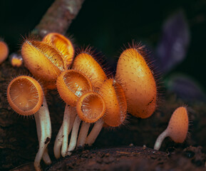 orange mushrooms in nature