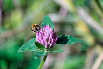 冬支度の昆虫たち