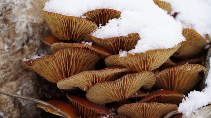 Brown mushrooms near the old stump in winter, Winter mushrooms Flammulina velutipes near the old stump, covered with snow