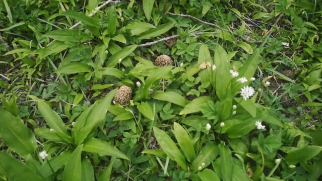 tasty fresh morel in the forest floor between green plants in the spring
