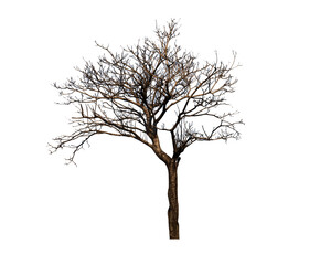 Dead tree isolated on white background. This has clipping path.
