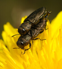jewel beetles or metallic wood-boring beetles, Anthaxia, mating on a yellow dandelion flower