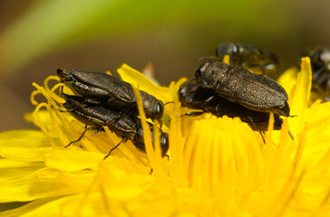jewel beetles or metallic wood-boring beetles, Anthaxia, mating on a yellow dandelion flower