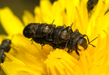 jewel beetles or metallic wood-boring beetles, Anthaxia, mating on a yellow dandelion flower