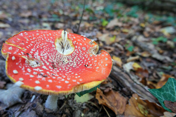 Extreme Nahaufnahme eines reifen und großen angefressenen Fliegenpilzes (Amanita muscaria) in ganzer Pracht am Waldboden, selektiver Fokus 