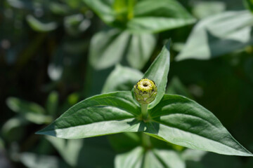 Zinnia Envy flower bud