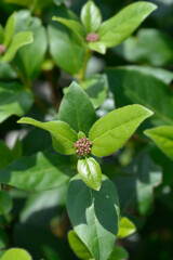 Laurustinus Gwenllian flower buds