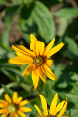 Gloriosa Daisy Irish Eyes flower