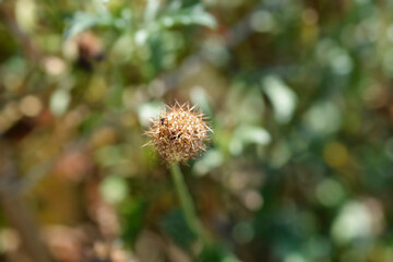 Pincushion flower Magic Night seed head