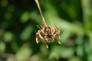 Garden marigold seeds