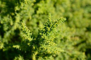 Japanese cedar Twinkle Toes branches