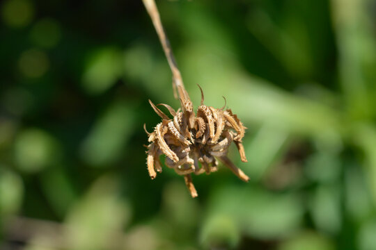 Garden Marigold Seeds