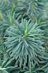Wulfens spurge leaves