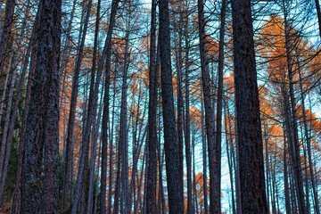 Trunks and larix in autumn