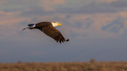 Bald Eagle (Haliaeetus leucocephalus)  in flight low above the high desert of Lassen County, California, USA.