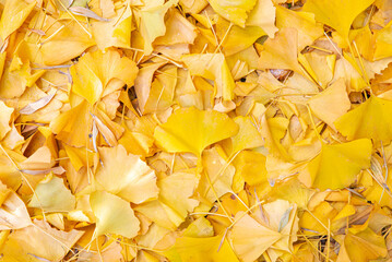 銀杏の葉で黄色く染まった地面