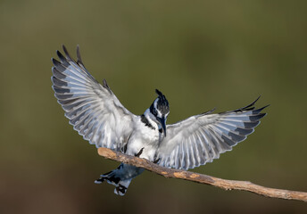 Pied Kingfisher ; Turkish name Pied kingfisher bird