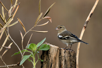 pinzón vulgar (Fringilla coelebs) en un tronco Guaro Andalucía España