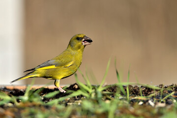 verderón europeo o verderón común​ (Chloris chloris)​  comiendo semillas en el suelo del parque Marbella Andalucía España