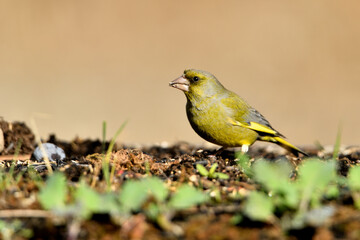 verderón europeo o verderón común​ (Chloris chloris)​  comiendo semillas en el suelo del parque Marbella Andalucía España
