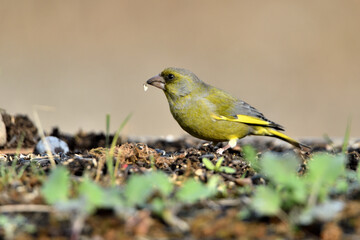 verderón europeo o verderón común​ (Chloris chloris)​  comiendo semillas en el suelo del parque Marbella Andalucía España