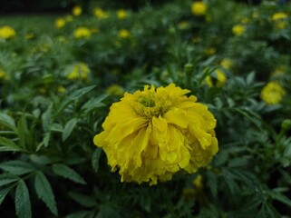 Tagetes erecta,Mexican marigold is a flowering annual herb belonging to the Asteraceae family