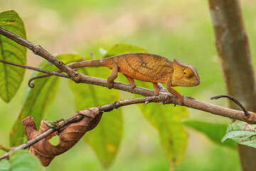 Parson’s Chameleon - Calumma parsonii, rain forest Madagascar east coast. Colourful endemic lizard.
