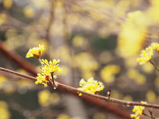 サンシュユの花