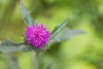 Milk thistle, Sylibum marianum, a wild medicinal plant. Close-up of a flower.