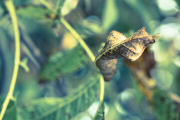 Autumn colorful leaves in close-up.