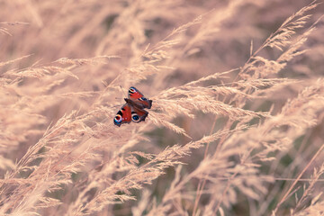 A colorful butterfly sitting in clumps of dry grass, rusałka pawik.