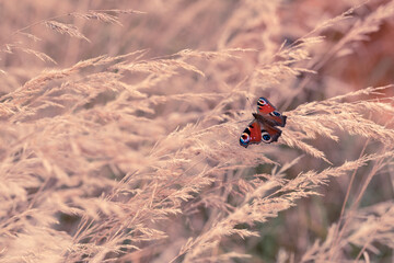 A colorful butterfly sitting in clumps of dry grass, rusałka pawik.