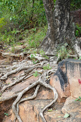 Tree roots in the forest.