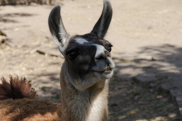 Close up guanaco portrait. High quality photo