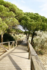 Un sentier sur pilotis sur la plage Bolonia, à travers la pinède et les genêts blancs en fleurs, à 20 kilomètres au nord de Tarifa, en Espagne
