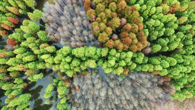 aerial photography of green forest in water