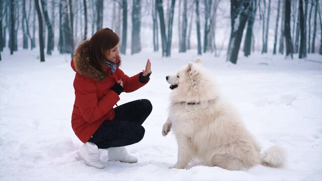 Pretty woman playing with her Samoyed white fluffy dog at winter snowy park. Doggy giving a high five with a paw. Man animal friendship. Christmas vacation with best friend. Happy New year holidays.