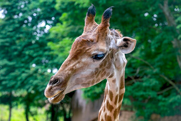 Naklejka na ściany i meble Close up of a giraffe in front of some green trees, looking at the camera. 