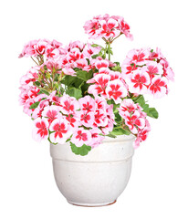 Rich flowering geranium in a pot, transparent background - obrazy, fototapety, plakaty