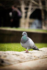 pigeon in the park