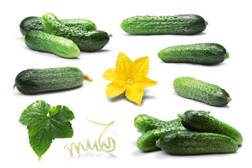 Cucumbers gherkins, flower, leaf, tendril isolated png